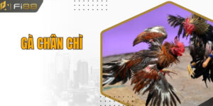 Gà Chân Chì | Chiến Kê Được Yêu Thích Lựa Chọn Số 1