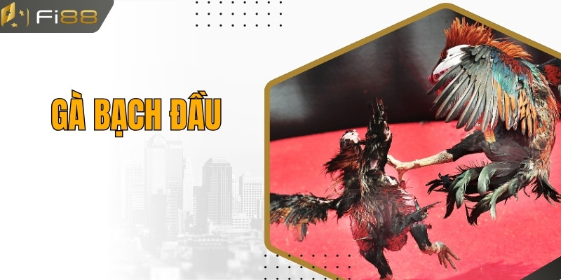 Gà Bạch Đầu - Giống Gà Đặc Biệt Được Nhiều Người Quan Tâm